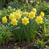 Narcisse Golden Ducat - calibre 12/14