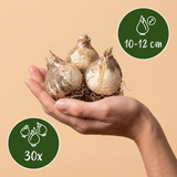 Ail d'ornement Purple Sensation