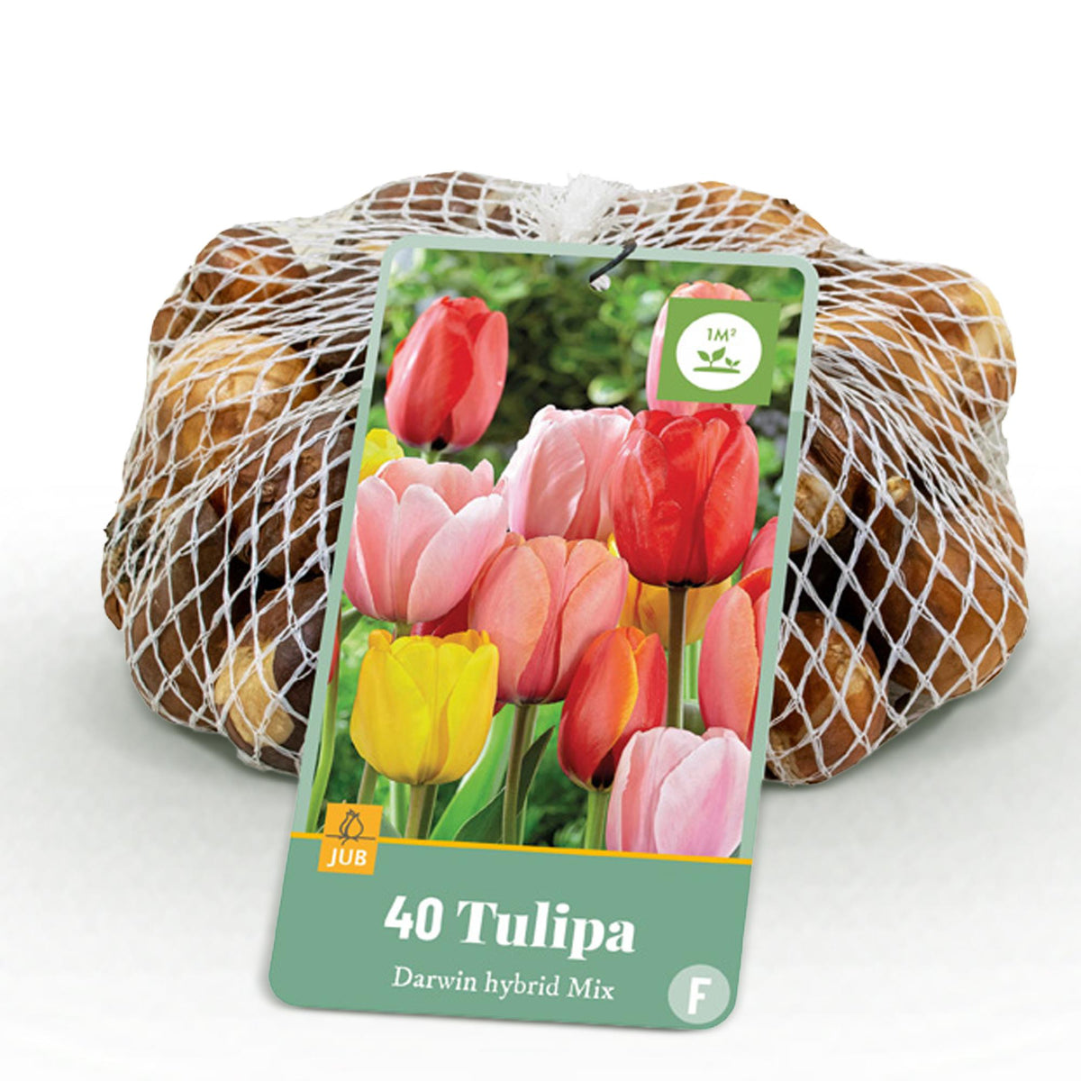 Tulipe Darwin hybride en mélange - calibre 10/12