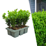 Buis NewGen Freedom en godet - 6 plants - H 15 cm, pot Ø7 cm