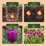 Tulipe triomphe violette