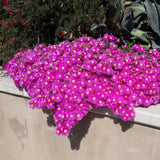 Delosperma en mélange de coloris - H 17 cm, pot Ø14 cm