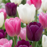 Tulipe en mélange pastel