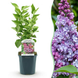 Lilas Michel Buchner - H 45 cm, pot Ø17 cm