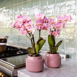 Orchidées surprise unies - 2 Phalaenopsis de même couleur - H 35 cm, pot Ø9 cm