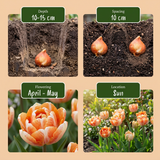 Tulipe Candle Light