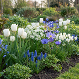 Mélange de bulbes à fleurs bleues, grande quantité