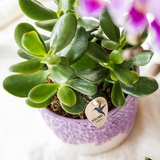 Orchidée violette Mineral Vienna et 2 succulentes en cache-pots Bloom lilas - H 40 cm