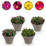Delosperma en mélange de coloris - H 17 cm, pot Ø14 cm
