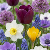 Mélange de bulbes de printemps, grande quantité - 1000 bulbes