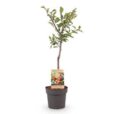 Prunier Victoria - Prunus domestica - H 90 cm, pot Ø21 cm