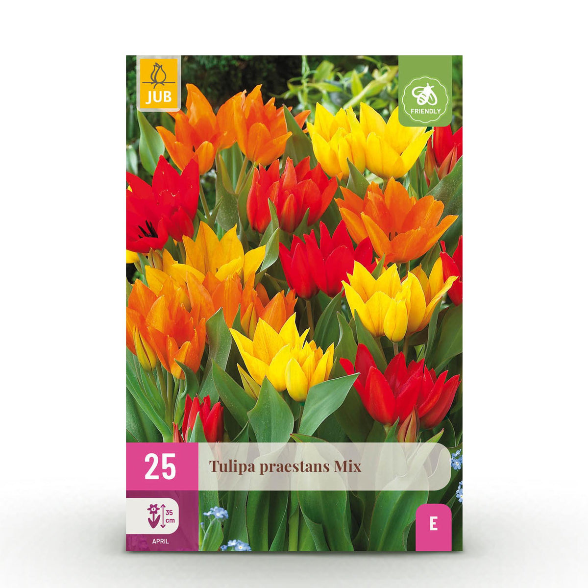 Tulipe botanique praestans en mélange - calibre 8/9