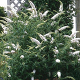 Buddleia White Profusion - Arbre aux papillons blanc - H 45 cm, pot Ø17 cm