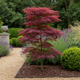 Érables du Japon Trompenburg - 2 plants - H 70 cm, pot Ø19 cm