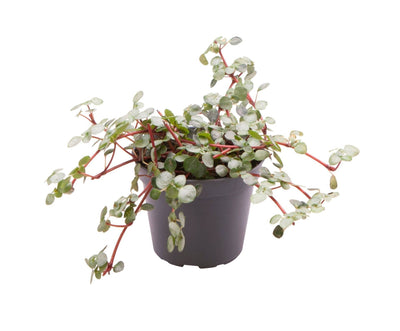 Mini Pilea Greyzy - Pilea libanensis - H 10 cm, pot Ø6 cm