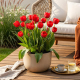Tulipe triomphe rouge - calibre 11/12