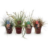 Graminées persistantes en mélange - 4 plants - H 50 cm, pot Ø17 cm