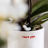 Coffret Love You - orchidée Congo rouge et plante verte en cache-pots - H 35 cm