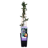 Passiflore bleue - Passiflora caerulea - H 65 cm, pot Ø15 cm