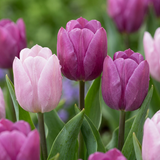 Tulipe Prince en mélange - 160 bulbes