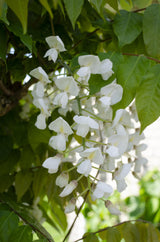 Glycine du Japon Alba - Wisteria floribunda - H 65 cm, pot Ø15 cm