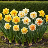 Narcisse double en mélange - calibre 12/14