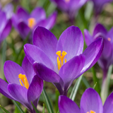 Crocus Ruby Giant - 400 bulbes