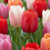 Tulipe Glowing with pride en mélange - 120 bulbes