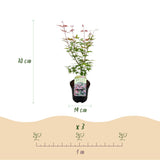 Érable du Japon Phoenix - Acer palmatum - H 70 cm, pot Ø19 cm