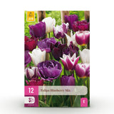 Tulipe Blueberry en mélange - calibre 11/12