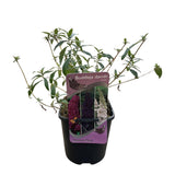 Arbre aux papillons Tricolour - Buddleja davidii - 3 plants - H 30 cm, pot Ø17 cm