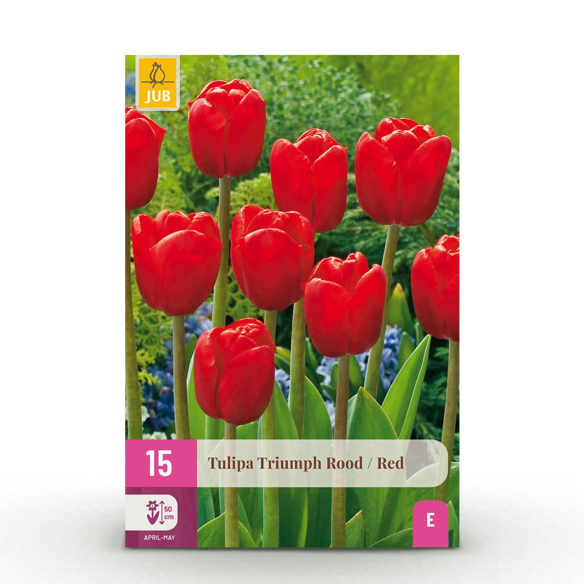 Tulipe triomphe rouge - calibre 11/12