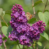 Lilas Ludwig Späth - H 45 cm, pot Ø17 cm