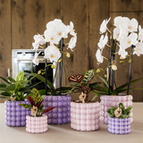 Set orchidée Lausanne blanche et plante verte - cache-pots Poppy violet - pots Ø9 et 12 cm