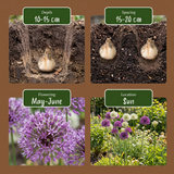 Ail d'ornement en mélange pourpre et blanc - calibre 10/12