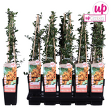 Buisson ardent Soleil d'Or - Pyracantha - H 65 cm, pot Ø15 cm