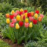 Tulipe Darwin hybride en mélange - calibre 11/12