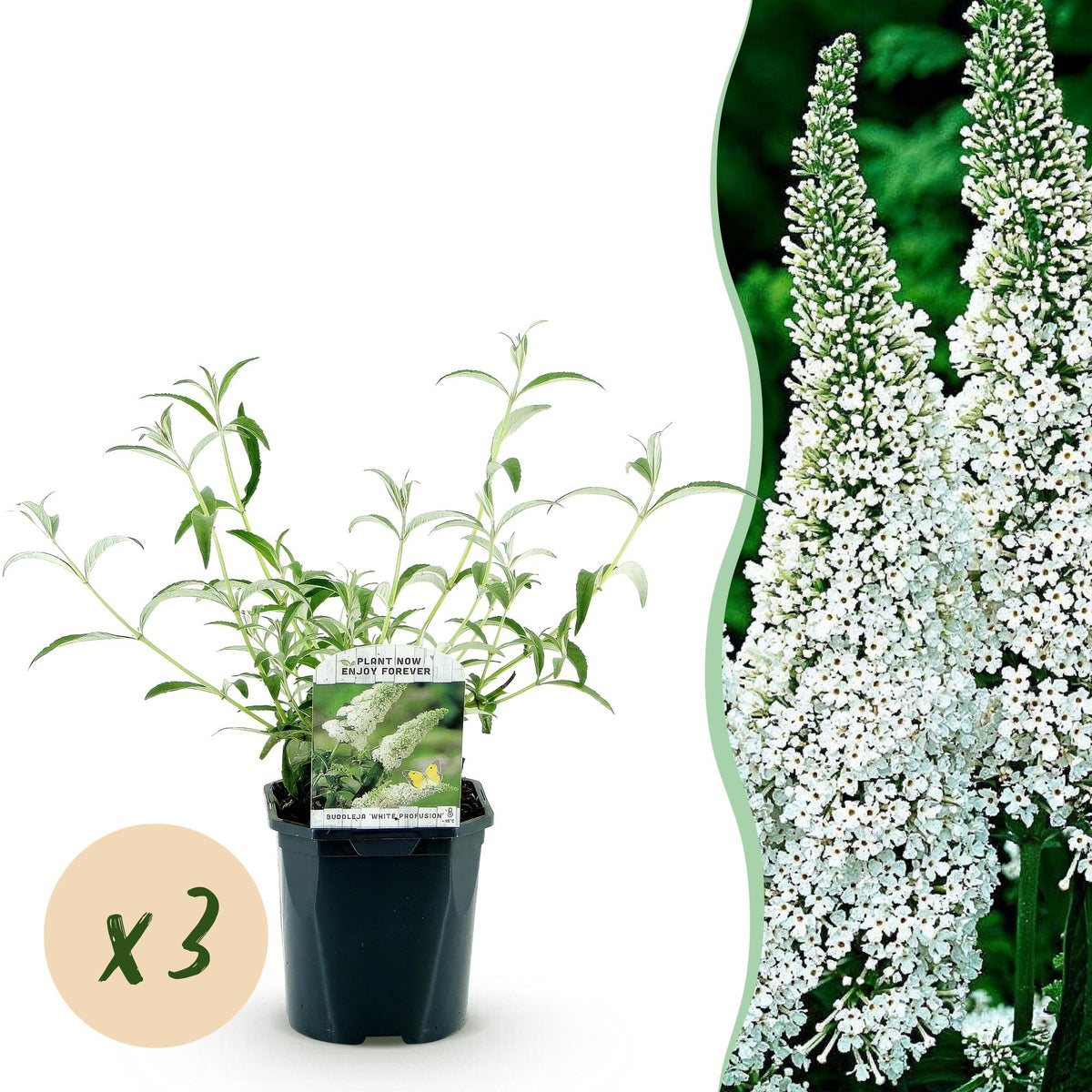 Buddleia White Profusion - Arbre aux papillons blanc - H 45 cm, pot Ø17 cm