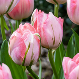 Tulipe double rose