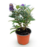 Buddleia Butterfly Candy Little Lila - H 20-25 cm, pot Ø12 cm