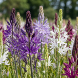 Camassie de Leichtlin en mélange - 40 bulbes