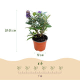 Buddleia Butterfly Candy Little Lila - H 20-25 cm, pot Ø12 cm