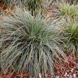 Carex Everest - 4 plants - H 50 cm, pot Ø17 cm