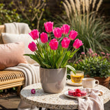 Tulipe triomphe rose - calibre 11/12