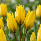 Tulipe sauvage sylvestris