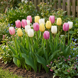 Tulipe en mélange Sorbet - calibre 11/12