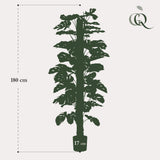 Monstera Deliciosa plante artificielle