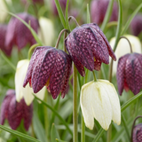 Fritillaire pintade en mélange - 240 bulbes