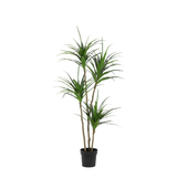 Dracaena Plante plante artificielle