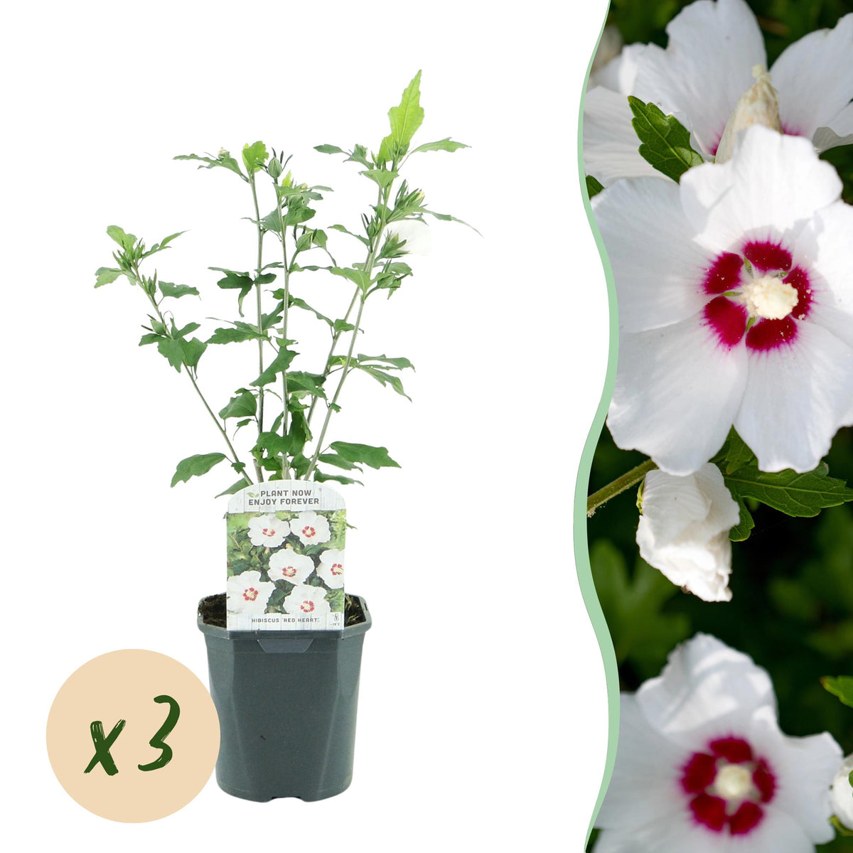 Althéa Red Heart - Hibiscus syriacus - H 45 cm, pot Ø17 cm